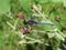 Blue dragonfly sitting on a flower branch