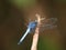 Blue dragonfly sitting on a twig