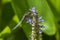 Blue dragonfly on spike of lily