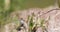 Blue dragonfly in thickets of grass to hunt insects, horizontal