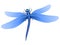 Blue dragonfly on white background.