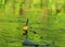 Blue dragonfly on yellow water lillie