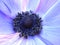 Blue dream wind flower, colourful anemone