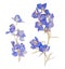 Blue dried pressed flowers