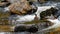 Blue duck or whio in Kahurangi National Park, Aotearoa / New Zealand