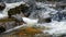 Blue duck or whio in Kahurangi National Park, Aotearoa / New Zealand