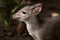 Blue Duiker Antelope