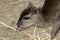 Blue Duiker is licking his nose