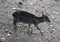 Blue duiker, Philantomba monticola