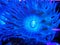 Blue Duncan Coral Polyp Underwater