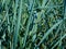 Blue Dune Lyme Grass closeup. leymus arenarius. closeup view.