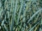 Blue Dune Lyme Grass closeup with soft blurred grass blades in the background