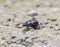 Blue dung beetle