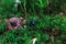 Blue dung beetle hidden in green moss, soft selective focus