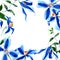 Blue durandii clematis. Floral botanical flower. Frame border ornament square.