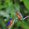 Blue-eared Kingfisher