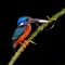 Blue-eared kingfisher bird