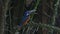 Blue-eared Kingfisher Male Feeding