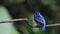 Blue-eared Kingfisher (male) preen feathers