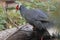 Blue-eared pheasant