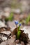 Blue early spring wild squill flower
