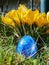 Blue egg on meadow with crocusses