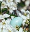 Blue egg rook and flowering branches of a cherry tree. Spring Bird`s Nest