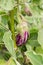 Blue eggplant grows in the garden