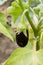 Blue eggplant grows in the garden