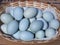Blue eggs in basket. blue colored eggs from specially grown chickens