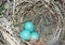 Blue eggs from unknown bird
