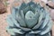 Blue Emperor Agave Plant for Xeriscaping