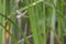 Blue Emperor Dragonfly hovering in flight Anax imperator