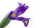 Blue English Iris (Iridaceae Iris latifolia)