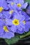 Blue English Primrose