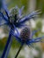 Blue Eryngium.