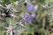 Blue eryngo - herbaceous perennial thistle