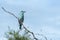 Blue european roller in kruger national park