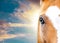 Blue eye of akhal-teke horse closeup with blue sky behind