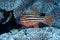 Blue-eye Cardinalfish Ostorhinchus compressus