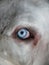Blue eye of a Great Dane, German domestic dog known for its giant size, Deutsche Dogge, German Mastiff, Dogue Allemand