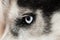 Blue eye of a husky dog â€‹â€‹close up