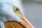 Blue eye of pelican