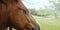 Blue eye of sorrel gelding horse closeup