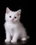 Blue eye white kitten