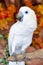 Blue eye White Macaw parrot