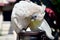 Blue eye White Macaw parrot hold