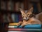 The Blue-Eyed Abyssinian Cat in a Book Nook