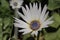 `Blue-eyed African Daisy` flower - Arctotis Venusta