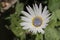 `Blue-eyed African Daisy` flower - Arctotis Venusta